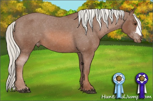 Horse Color: Liver Chestnut Mushroom Varnish 