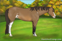 Horse Color:Buckskin Sabino