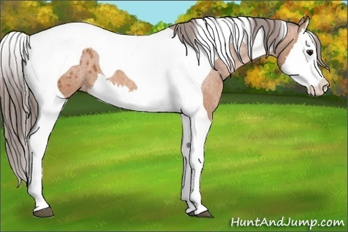 Horse Color:Bay Splash Tobiano Blanket  Brindle