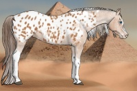 Horse Color:Bay Splash Tobiano Blanket  Brindle
