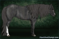 Horse Color:Black  Brindle