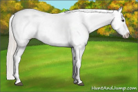 Horse Color:White Spotted Silver Bay Roan Frame Appaloosa
