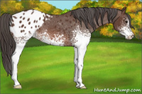 Horse Color:White Spotted Bay Appaloosa 