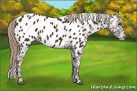 Horse Color:Liver Chestnut Appaloosa 