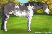 Horse Color:Brown Sabino 