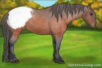 Horse Color:Brown Snowcap 