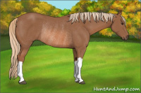 Horse Color:Chestnut Rabicano