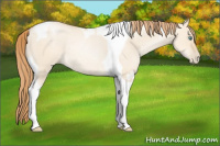 Horse Color:Buckskin Pearl Dun Tobiano Rabicano