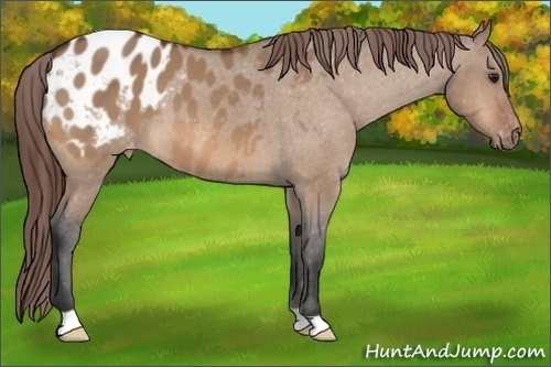 Horse Color: Bay Dun Blanket 