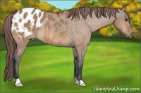 Horse Color:Bay Dun Appaloosa 
