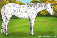 Horse Color:Silver Grullo Appaloosa 