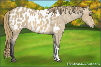Horse Color:Buckskin Dun Blanket 