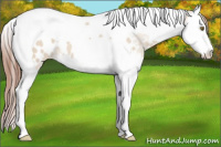 Horse Color:Sable Champagne Dun Splash Tobiano Blanket 