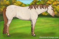 Horse Color:Red Dun Roan Brindle