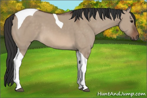 Horse Color: Brown Dun Tobiano 