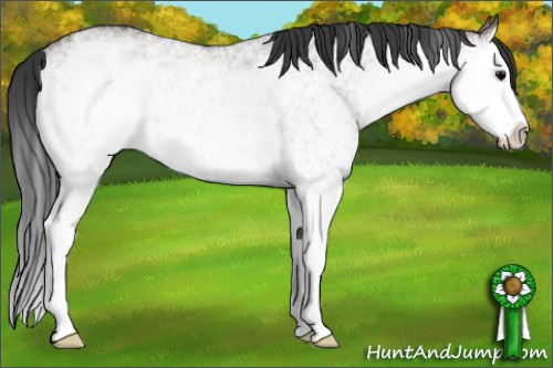 Horse Color: White Spotted Grullo Splash 