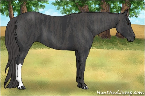 Horse Color: Black  Brindle