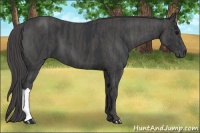 Horse Color:Black  Brindle