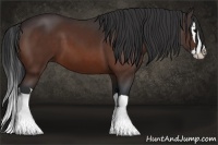 Horse Color:Bay Splash 