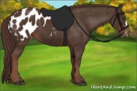 Horse Color:Liver Chestnut Appaloosa 