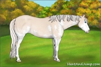 Horse Color:Silver Classic Champagne Dun Splash 