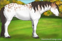 Horse Color:White Spotted Bay Appaloosa Rabicano 