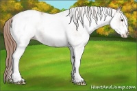 Horse Color:White Spotted Chestnut Blanket 