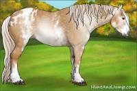 Horse Color:Gray White Spotted Palomino Roan Blanket Rabicano 