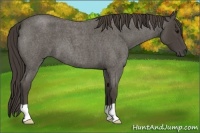 Horse Color:Smoky Blue Roan 