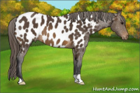 Horse Color:Buckskin Appaloosa 