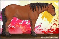 Horse Color:Bay Rabicano 