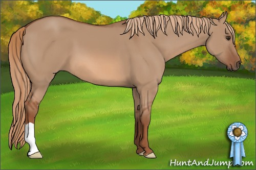 Horse Color: Red Dun 