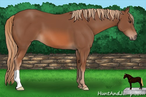 Horse Color: Liver Chestnut 
