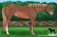 Horse Color:Liver Chestnut 