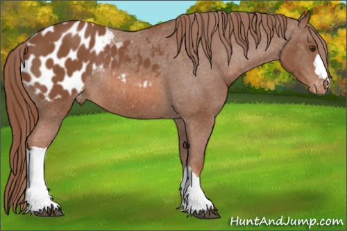 Horse Color: Chestnut Blanket Rabicano 