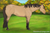 Horse Color:Buckskin Dun 