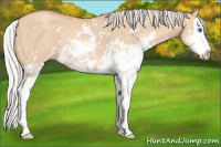 Horse Color:Silver Classic Champagne Dun Sabino Splash 