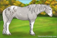 Horse Color:Silver Black Sabino Splash Appaloosa 