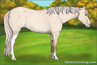 Horse Color:Silver Amber Champagne Roan Dun Sabino 