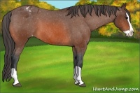Horse Color:Bay Splash Varnish 