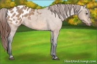 Horse Color:Bay Dun Appaloosa 