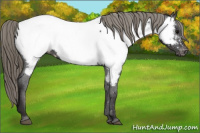 Horse Color:Smoky Black Near Fewspot 