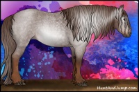 Horse Color:Gray Red Roan