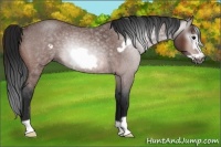 Horse Color:Gray Bay Roan Frame Rabicano
