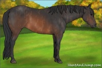 Horse Color:Brown  Brindle