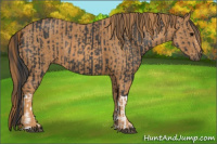 Horse Color:Brown Rabicano Brindle