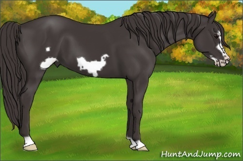Horse Color: Smoky Black Frame 