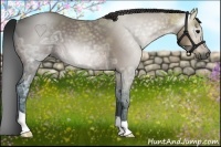 Horse Color:Gray Bay Ice Roan 
