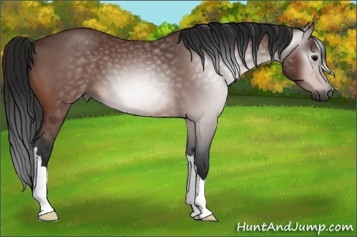 Horse Color:Unknown 