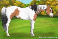 Horse Color:Bay Splash Tobiano Frame 
